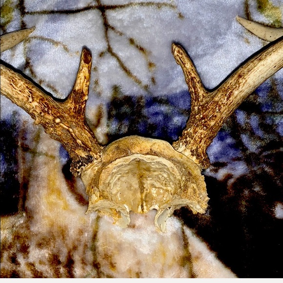 6-8 Point Deer Rack Great for Mounting in Man Cave - Picture 5 of 16